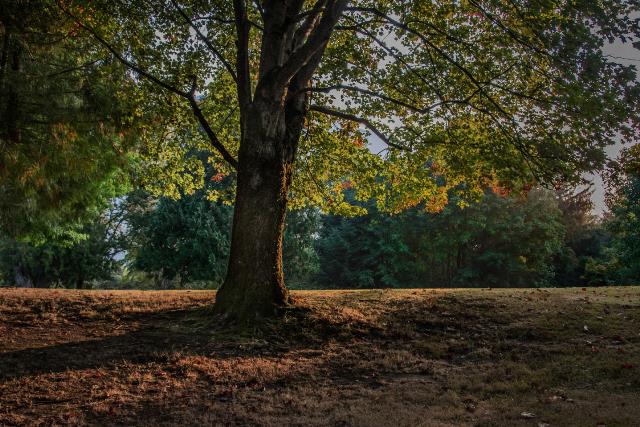 EJ Roberts Park Fall